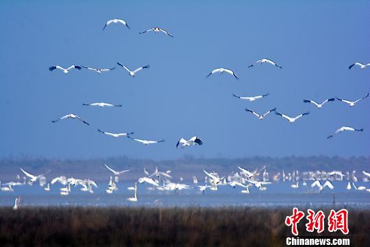 大批珍禽候鳥(niǎo)鄱陽(yáng)湖濕地內(nèi)棲息越冬