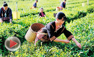 白沙有機(jī)茶葉合作社助力精準(zhǔn)扶貧