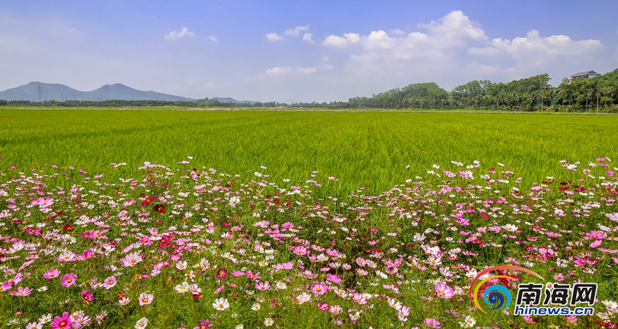 博鰲國(guó)家農(nóng)業(yè)公園：繁花盛開 水稻郁郁蔥蔥